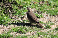 Upucerthia saturatior