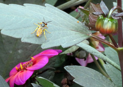 Philanthus triangulum