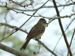 Myiarchus panamensis