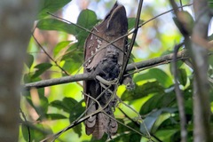 Batrachostomus auritus