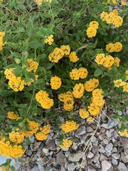 Lantana