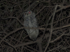 Megascops kennicottii