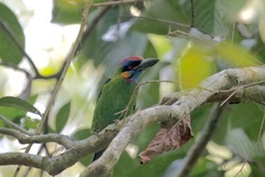 Psilopogon rafflesii