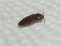 Cardiophorinae