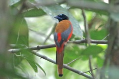 Harpactes duvaucelii