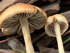 Hypholoma tuberosum