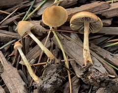 Hypholoma tuberosum