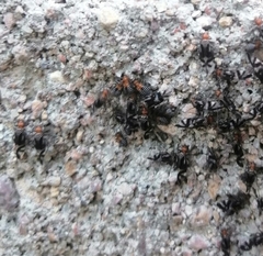 Cerastipsocus trifasciatus