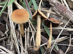 Hypholoma tuberosum