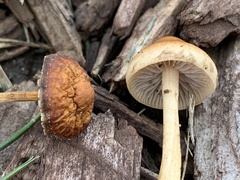 Hypholoma tuberosum