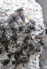 Cerastipsocus trifasciatus