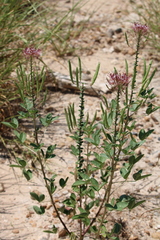 Polanisia dodecandra riograndensis