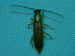 Smodicum cucujiforme