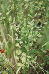 Mandevilla lanuginosa