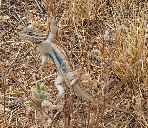 Southwestern Fence Lizard