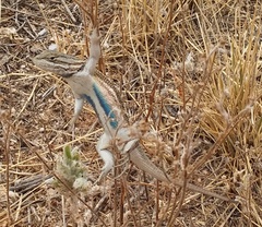 Cowles Prairie Lizard photo 4