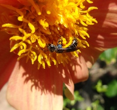 Augochlora nigrocyanea