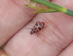 Coleomegilla maculata lengi