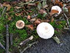 Agaricus