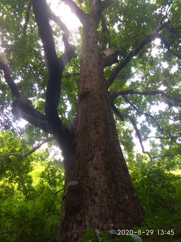 Anacardium excelsum - Whole tree