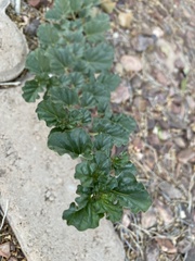 Malvella leprosa