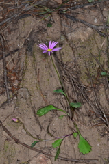 Brachyscome microcarpa