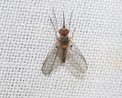 Phthiriinae