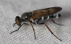 Ozodiceromyia nigrimana