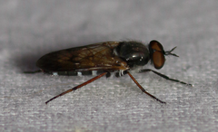 Ozodiceromyia nigrimana