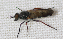 Ozodiceromyia nigrimana