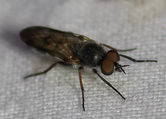 Ozodiceromyia nigrimana