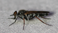 Ozodiceromyia nigrimana