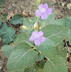 Ruellia occidentalis