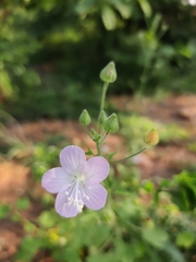Pavonia zeylanica
