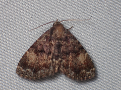 Metalectra richardsi