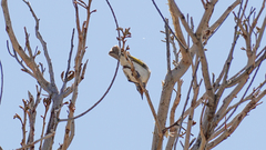 Conopophila rufogularis
