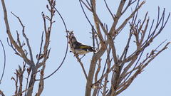 Conopophila rufogularis