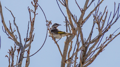 Conopophila rufogularis