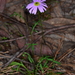 Variable Daisy - Photo (c) Chris Lindorff, some rights reserved (CC BY-NC), uploaded by Chris Lindorff