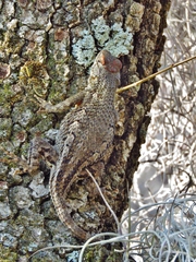 Sceloporus horridus