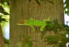 Anolis smallwoodi