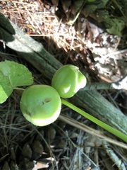 Ampelomyia vitispomum