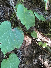 Ampelomyia vitispomum