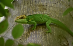 Anolis smallwoodi