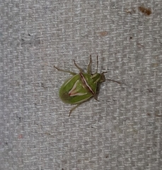 Cyptocephala elegans