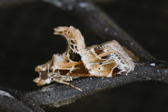 Neodavisia melusina