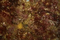 Vermetoidea