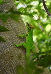 Anolis smallwoodi