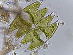 Micrasterias laticeps