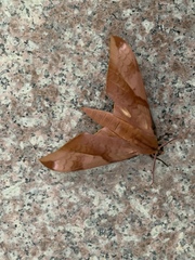 Clanis undulosa